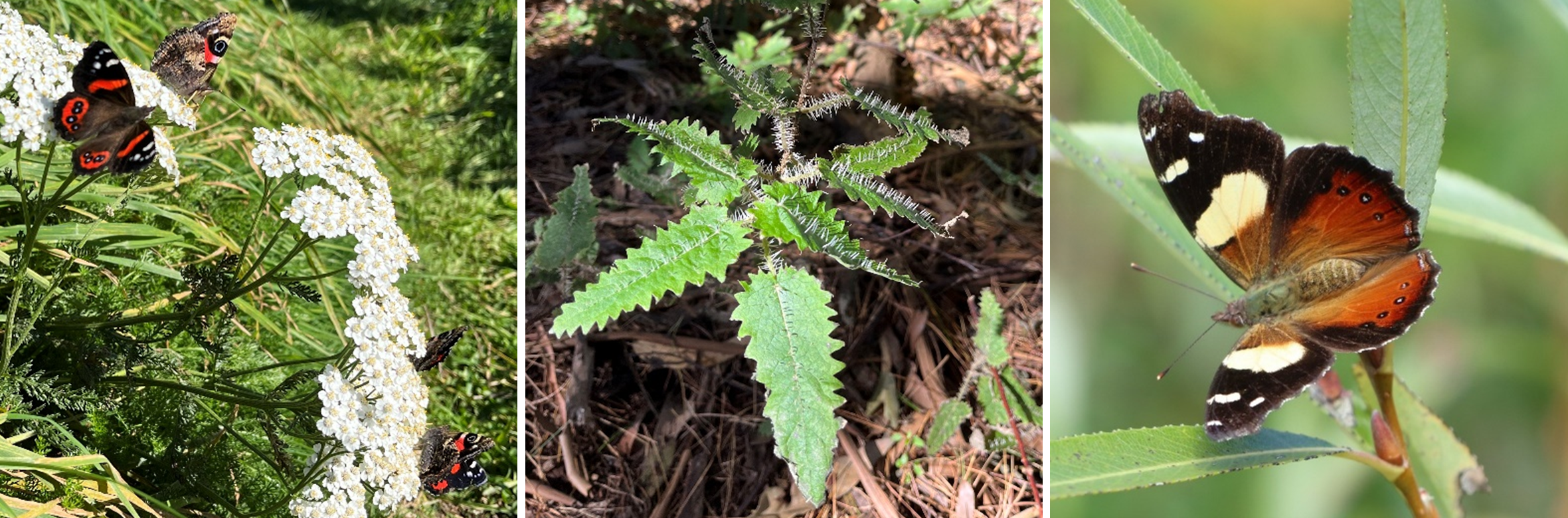 The endemic kahukura or red admiral butterfly (left), its host plant ongaonga or tree nettle (cantre) (photos by Rebecca Le Grice) and the native kahukōwhai or yellow admiral (iNaturalist photo by krmorrison, CC BY-NC 4.0).