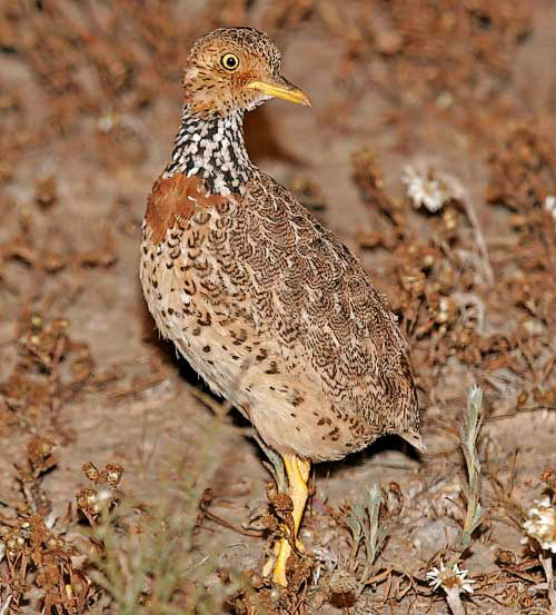 The Australian Plains-wanderer. Image credit: Pete Morris/Birdquest.