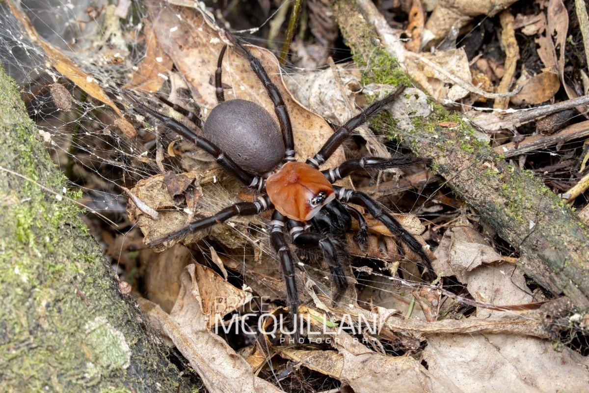 Porrhothele antipodiana is one of New Zealand's larger spiders. Photo by Bryce McQuillan. All Rights Reserved