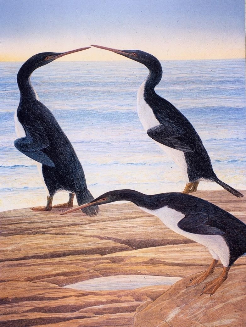 Artist’s impression of a group of Waimanu penguins on a beach in Paleocene Canterbury. Credit: Chris Gaskin, Geology Museum, University of Otago.