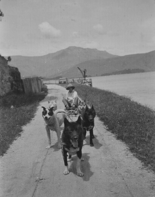 Training on Quail Island, 1910. Canterbury Museum 969.61.18. No known copyright restrictions