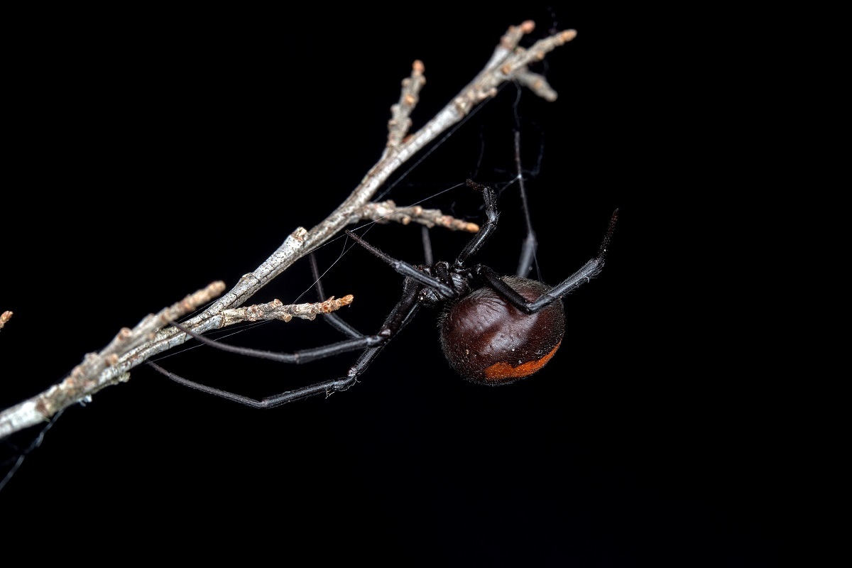 The Australian redback spider, Latrodectus hasseltii has already invaded parts of New Zealand. Image: Bryce McQuillan. All Rights Reserved