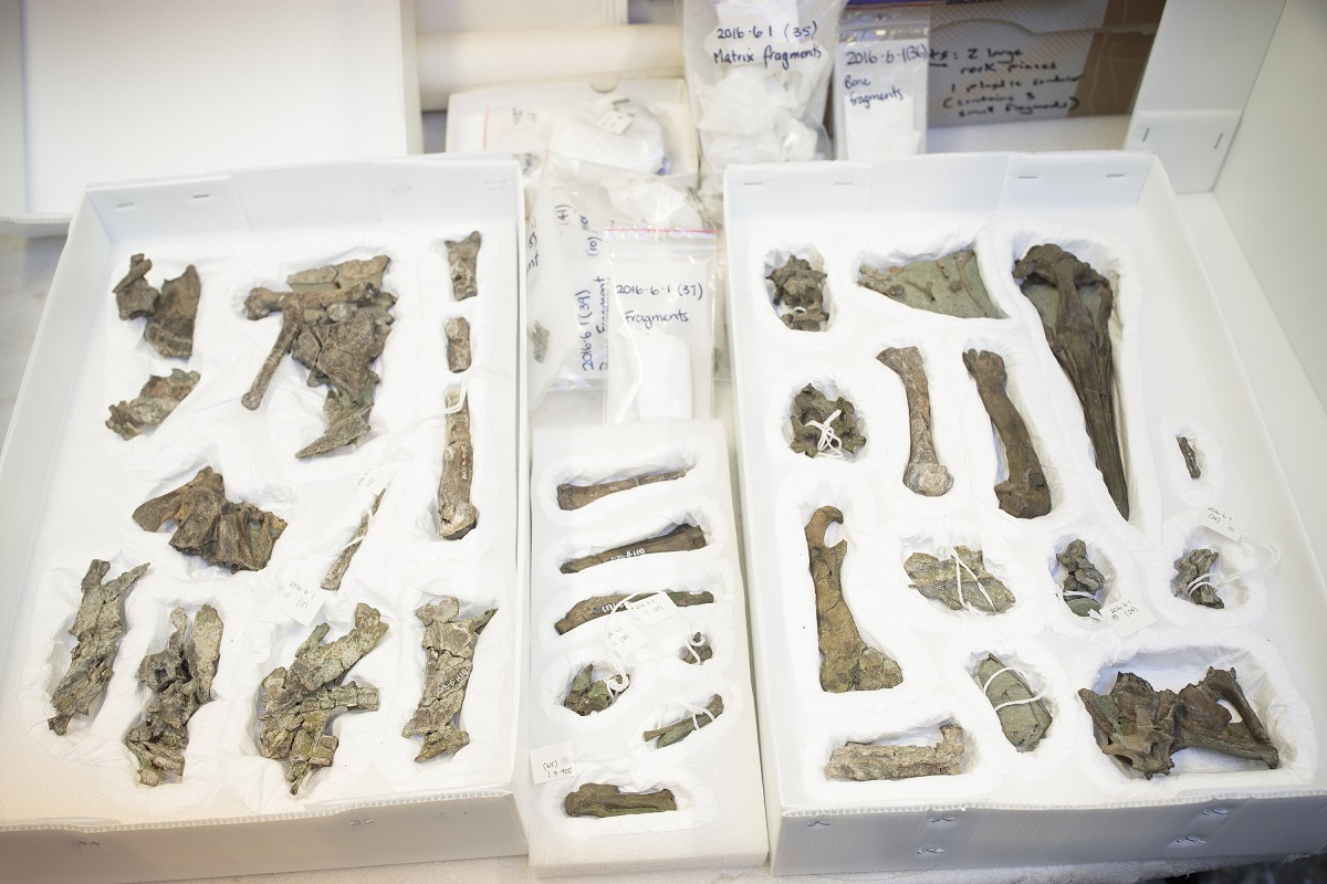 Rosie's penguin in storage at Canterbury Museum