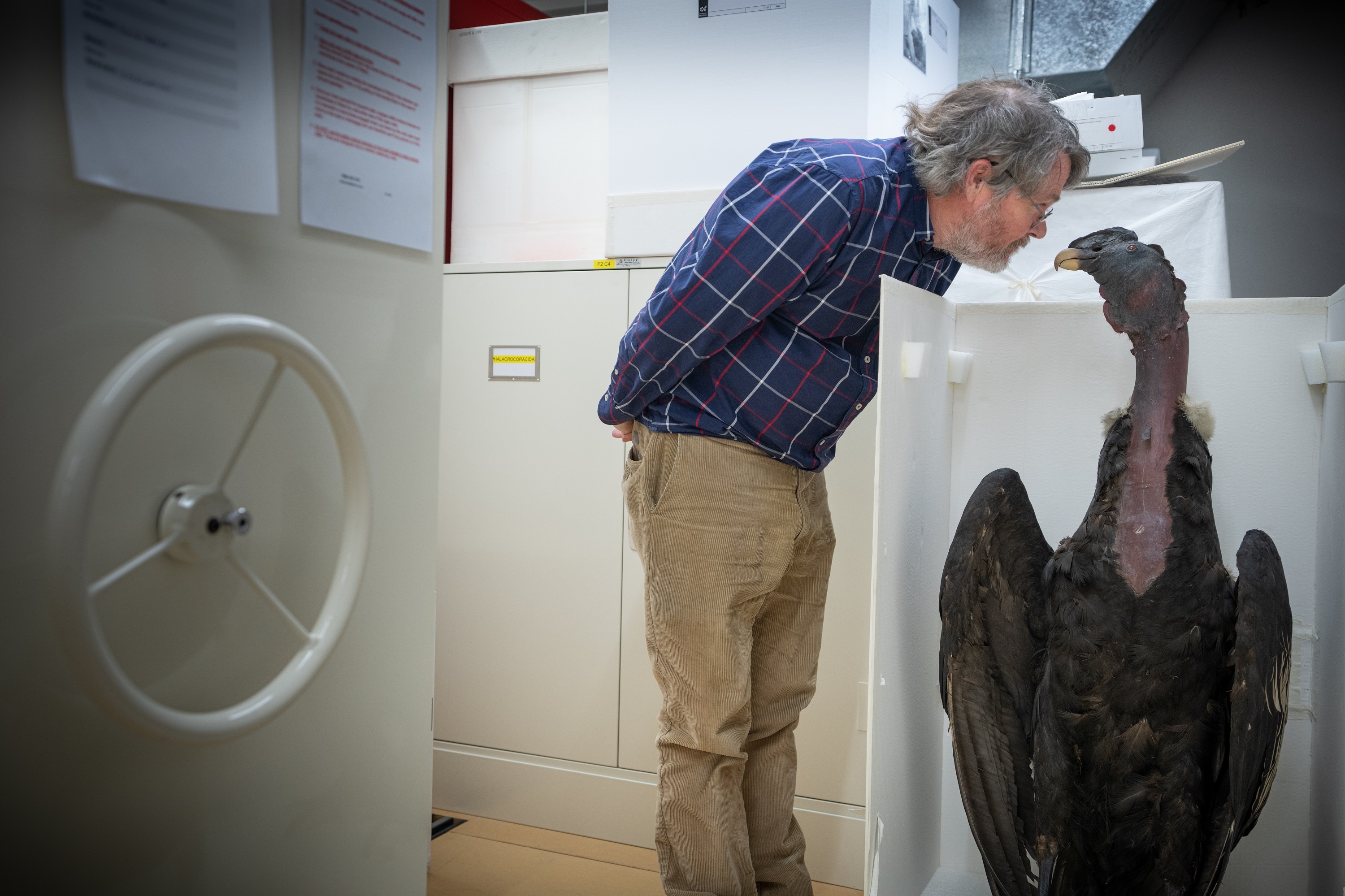 Dr Paul Scofield, Canterbury Museum Senior Curator Human History, examines an Andean Condor that will be the exhibition.