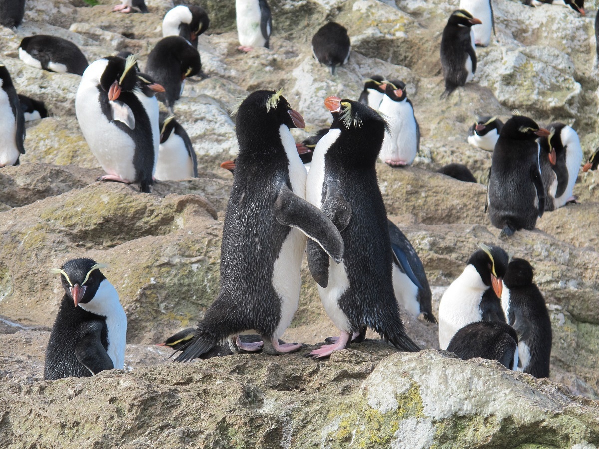 The Snares Crested Penguin