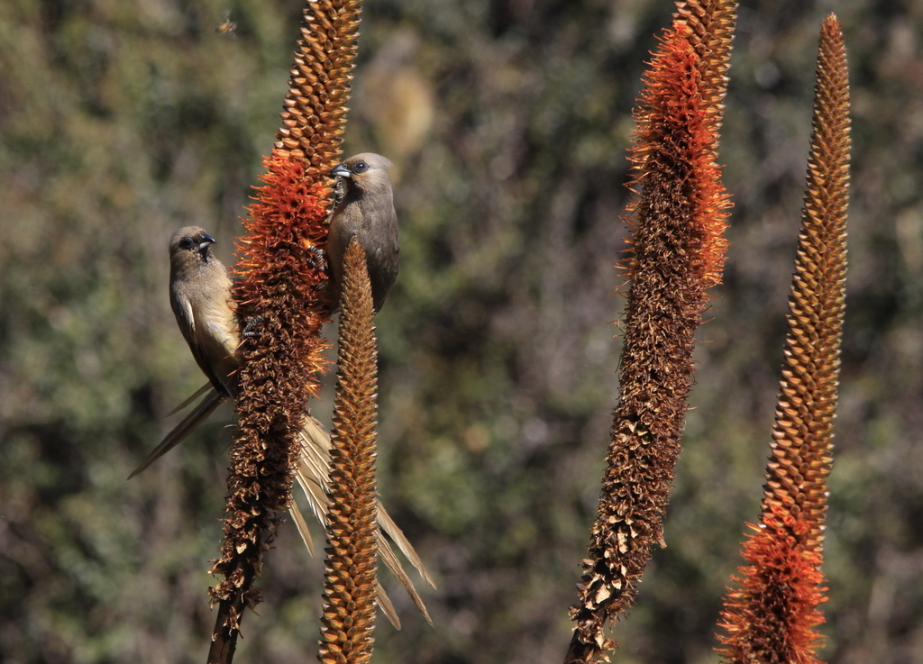 Zealandornis relictus shares some features with mousebirds like these Speckled Mousebirds. Photo by Derek Keats, CC-BY-2.0