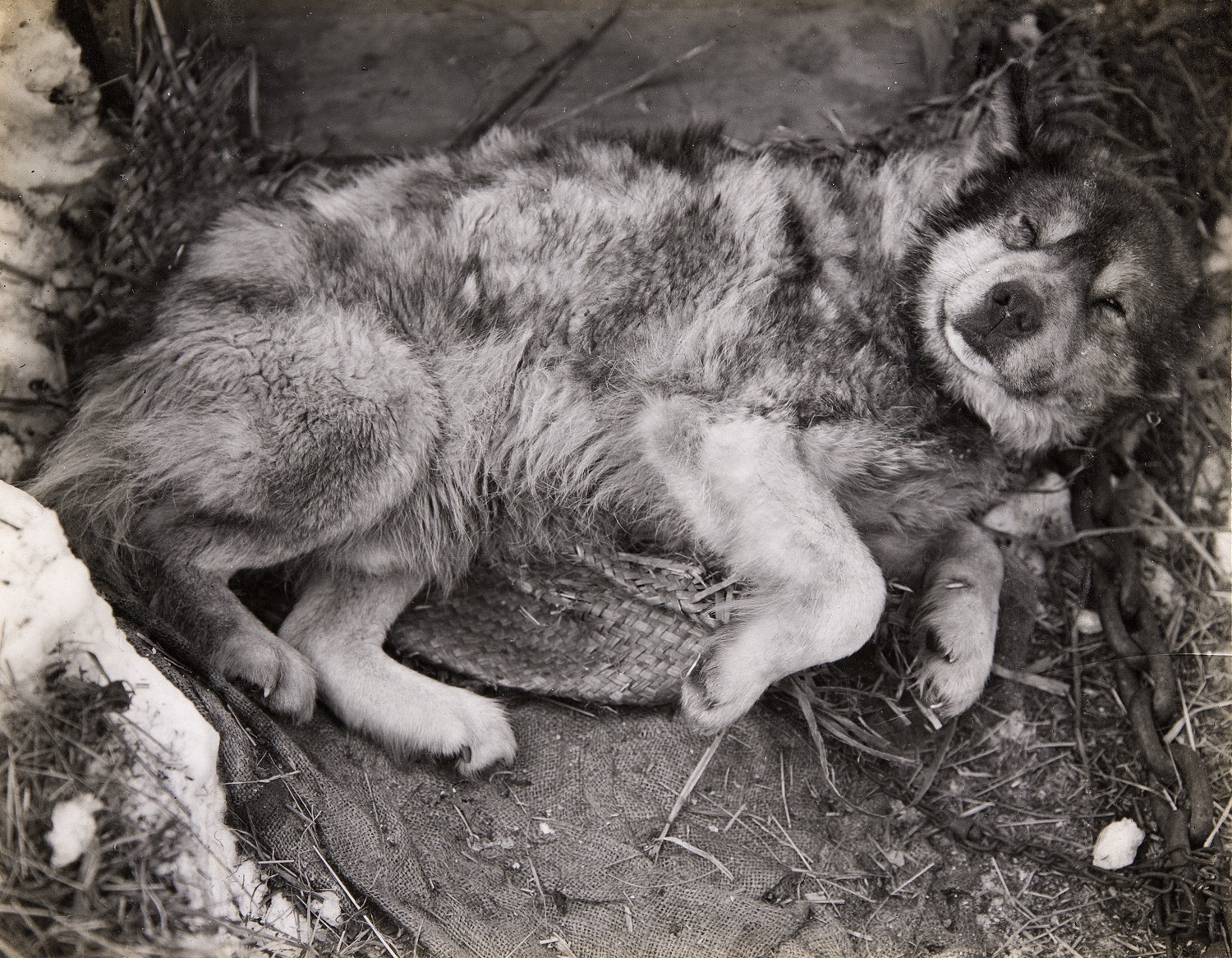 Stareek, a dog on Scott's Terra Nova expedition, photographed in 1911. Canterbury Museum 1975.289.395