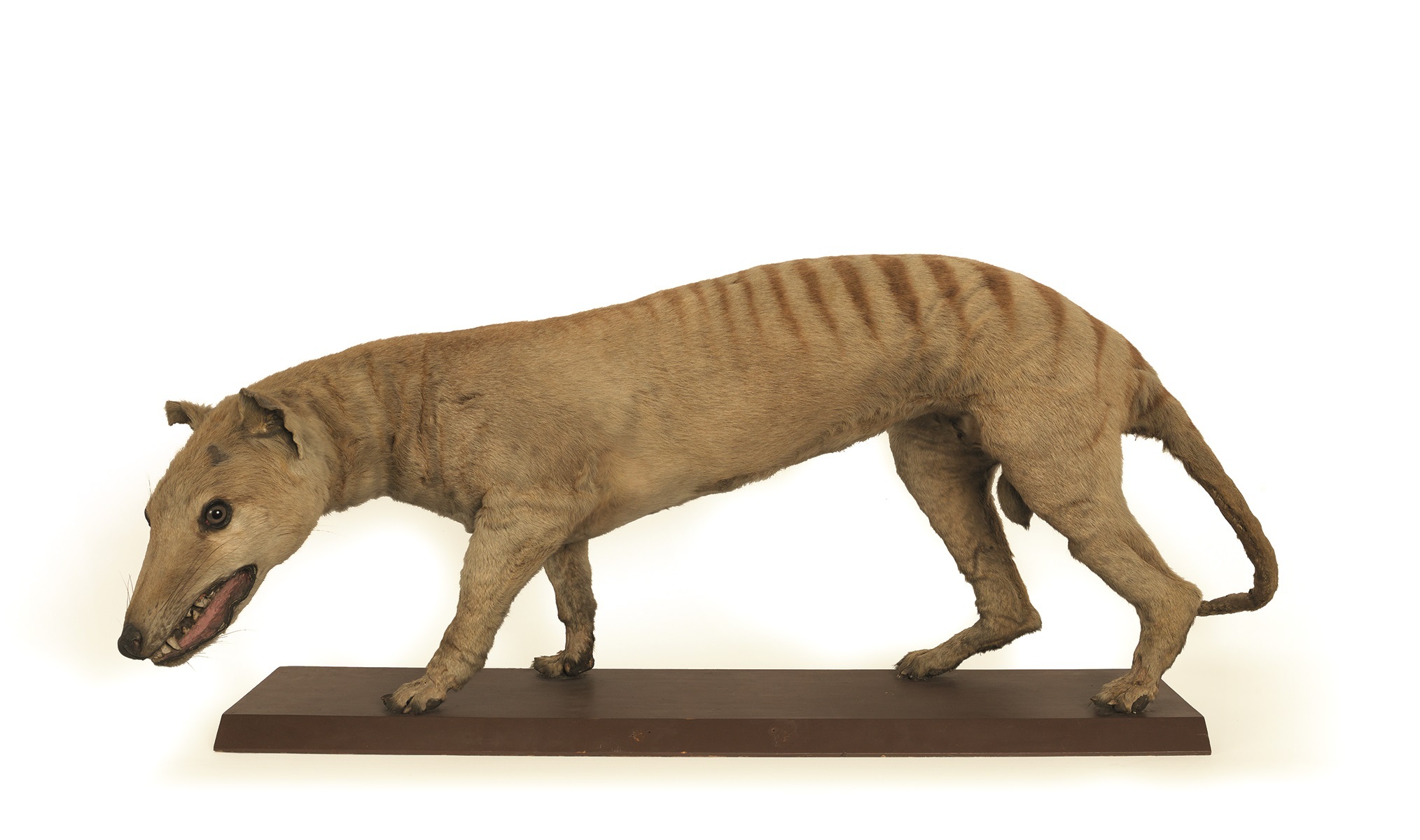 Canterbury Museum's Tasmanian tiger. Photo by Jane Ussher