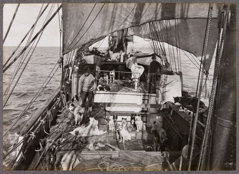 Dogs on board the Terra Nova, 1910. Canterbury Museum 1975.289.52. No known copyright restrictions