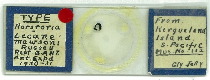 Type specimen of a tiny, but very tough subantarctic rotifer