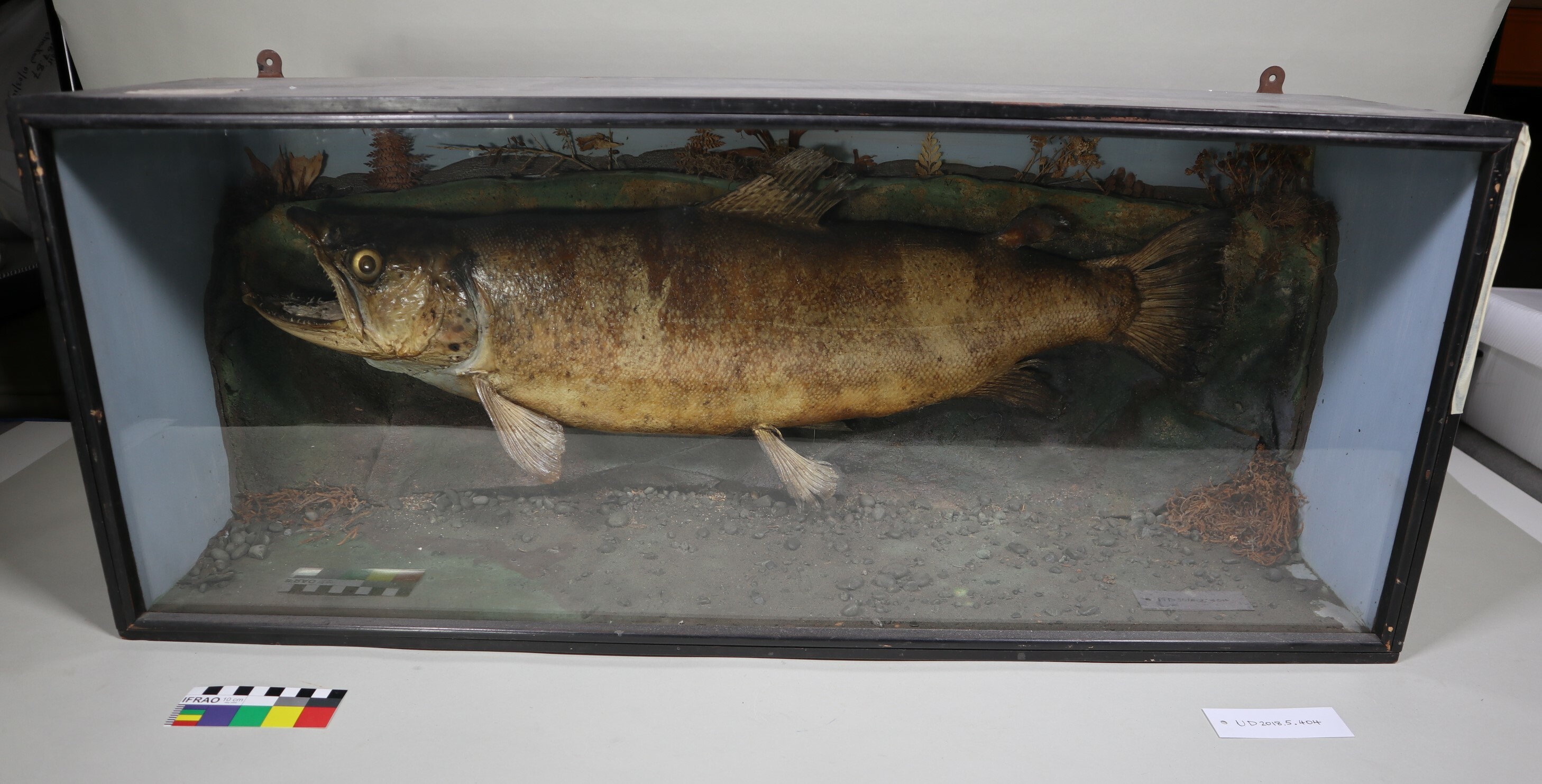 Brown trout from the Avon River mounted in case. Canterbury Museum UD2018.5.404