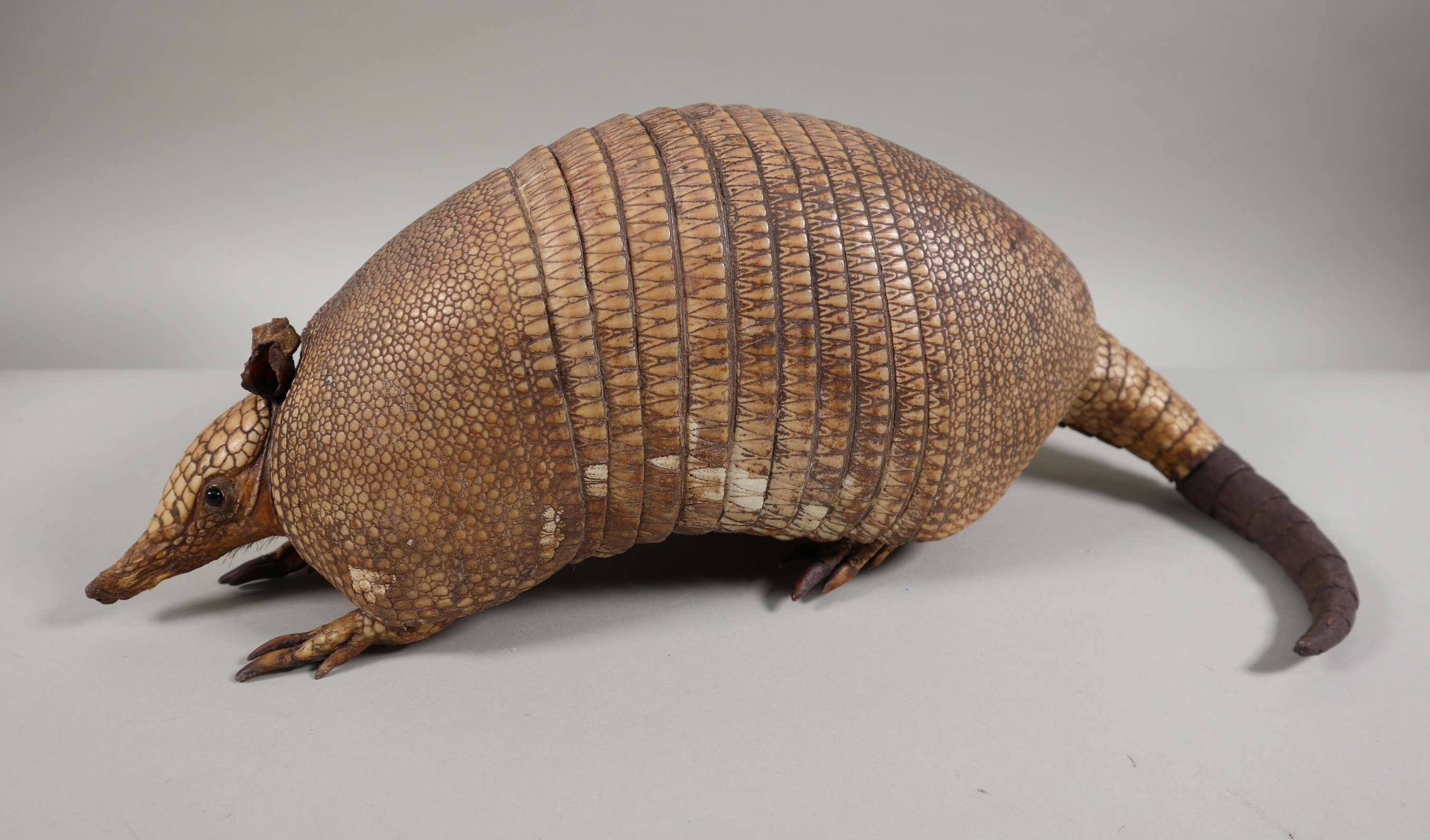 A taxidermied common long-nose armadillo in the Museum's collection.