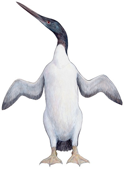 Image credit: Waimanu manningeri, Chris Gaskin