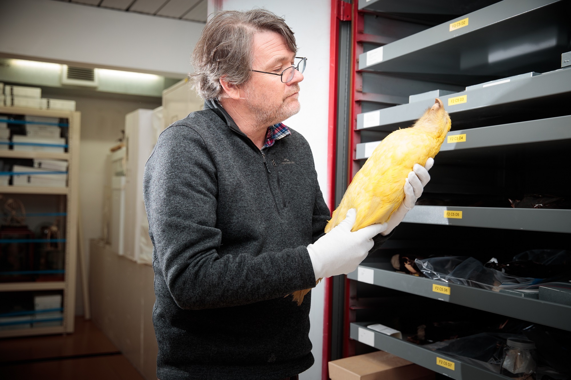 Paul Scofield, Senior Curator Human History, examines the yellow kākāpō.