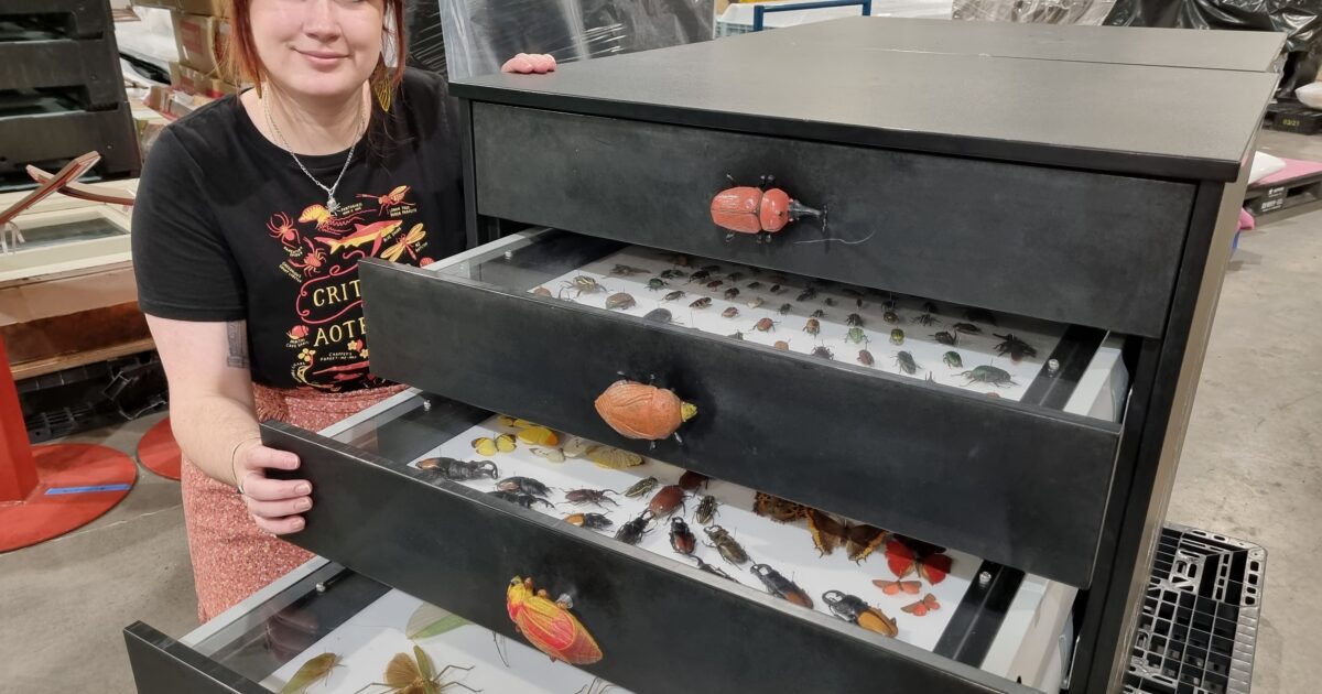 Museum’s muchloved insect drawers get a summer… Canterbury Museum