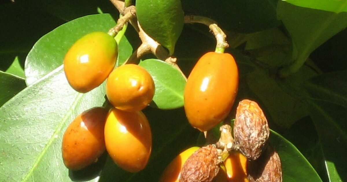 are karaka berries poisonous to dogs