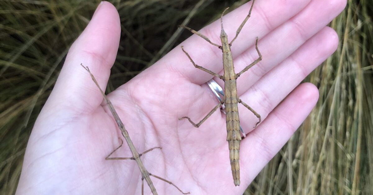 The Hidden Lives of Stick Insects Canterbury Museum