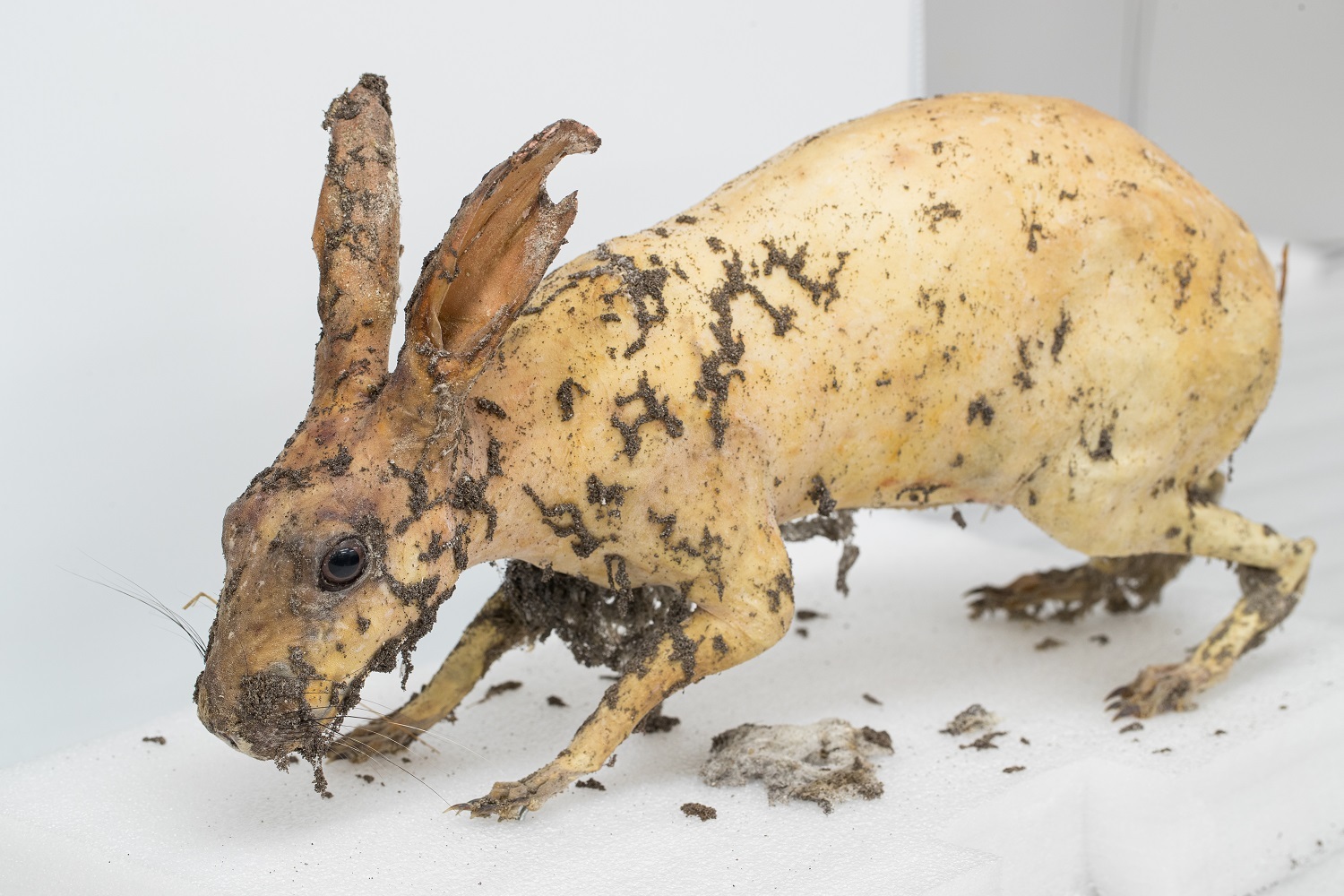 This rabbit was on display in the Living Canterbury exhibition. His fur was eaten by case moths in just a few weeks.