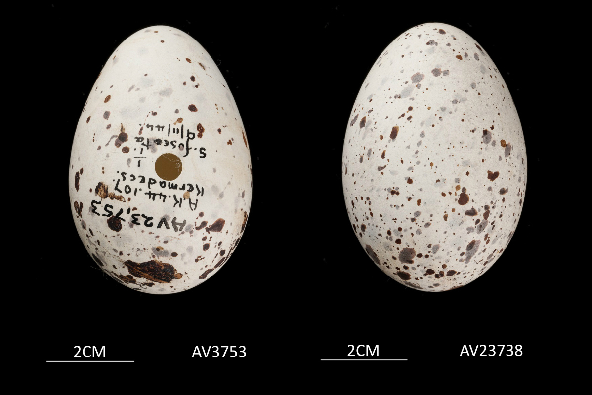 Sooty Tern eggs. Canterbury Museum AV3753/AV23738