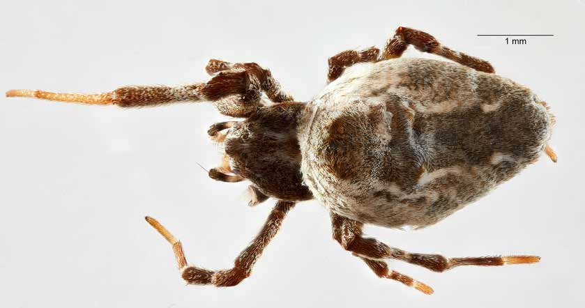 Female P. congregabilis, dorsal view (ZMH A0002084)