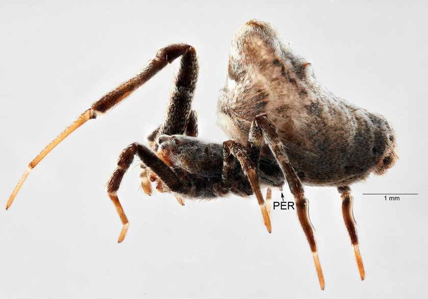 Female Philoponella congregabilis, lateral view (ZMH A0002084)