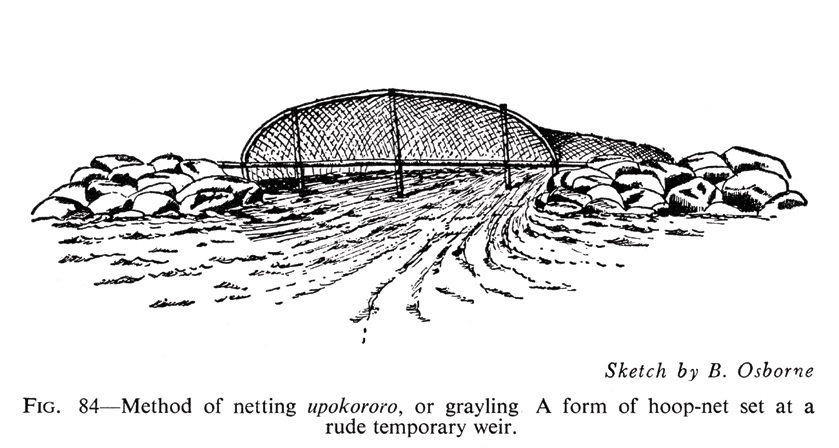 Illustration showing a set net used to catch upokororo. Reproduced from E Best's Fishing Methods and Devices of the Māori, published in 1929
