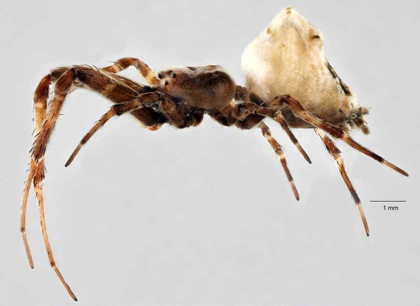 Male P. congregabilis, lateral view (ZMH A0002084)