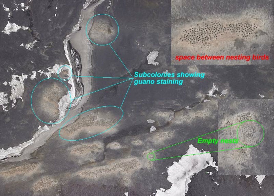 This diagram shows the signs scientists use to spot nesting penguins in photographs. Antarctica New Zealand, All Rights Reserved