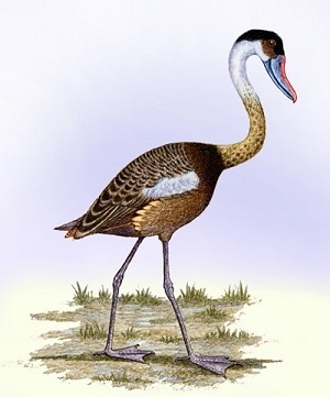 North American Presbyornis pervetus. Unlike P. pervetus, Wilaru had shorter and stouter legs. Image credit: Willem Syd Merve.