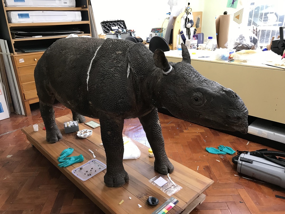 The pygmy Javan rhino specimen during conservation. You can see the white Japanese tissue filling the gaps in its hide.